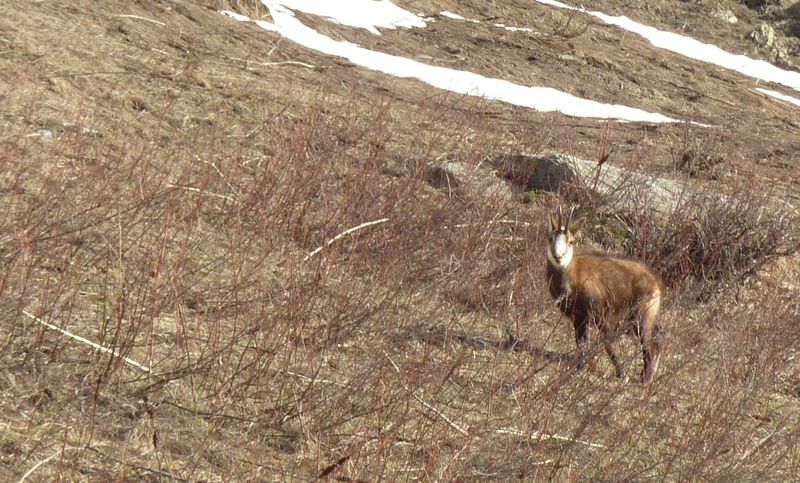 #1 chamois : dès le départ, en rive gauche, bien déneigée chamois : dès le départ, en rive gauche, bien déneigée