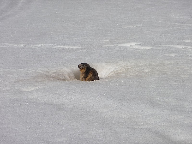 #2 Pas seul sur la course : Des marmottes Pas seul sur la course : Des marmottes