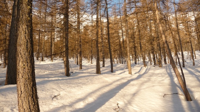 #1 Mélèzes : Ces Mélèzes du Casset, je ne m Mélèzes : Ces Mélèzes du Casset, je ne m'en lasse pas!