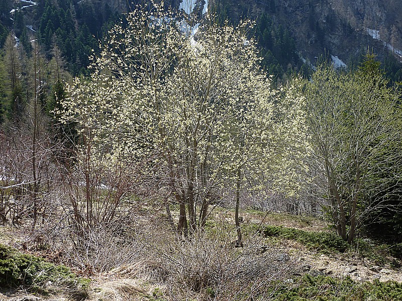 #25 Végétation : C Végétation : C'est à peine si j'avais quelques fleurs ce matin