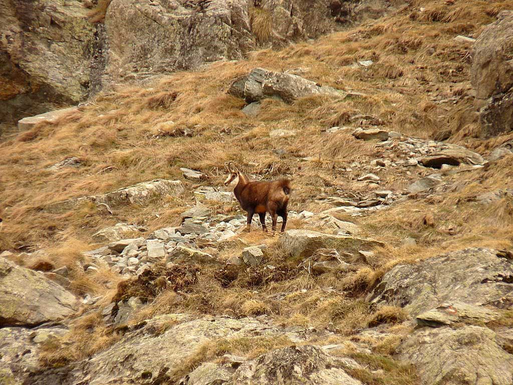 #3 Pas seul : Pas mal de chamois dans le secteur ce jour! Pas seul : Pas mal de chamois dans le secteur ce jour!