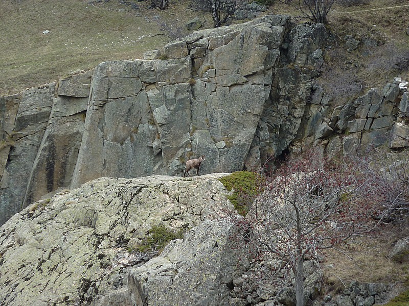 #30 Chamois : Un autre et puis beaucoup d Chamois : Un autre et puis beaucoup d'autres