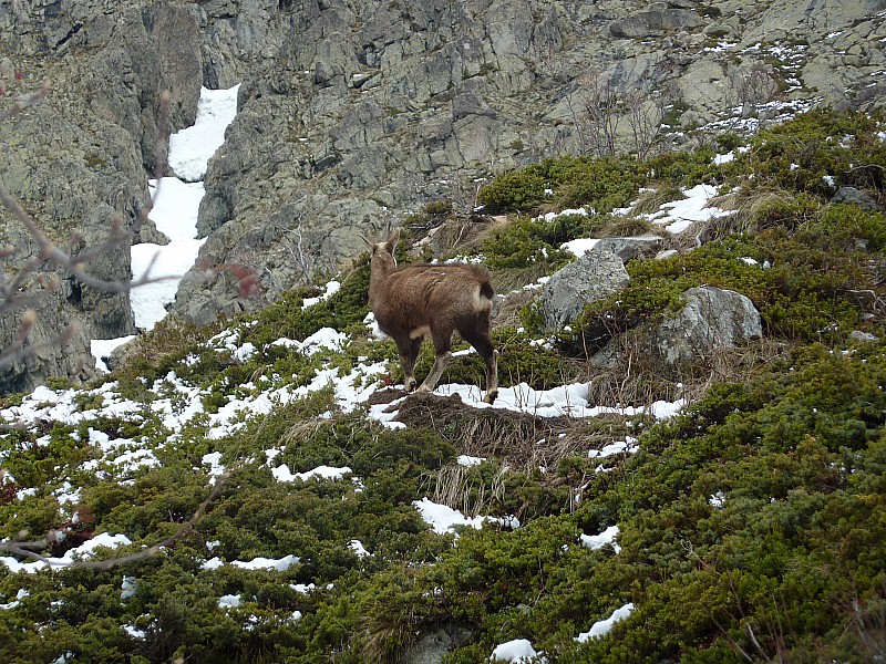 #25 Les amis : Les chamois sont là, content de trouver un peu d Les amis : Les chamois sont là, content de trouver un peu d'herbe