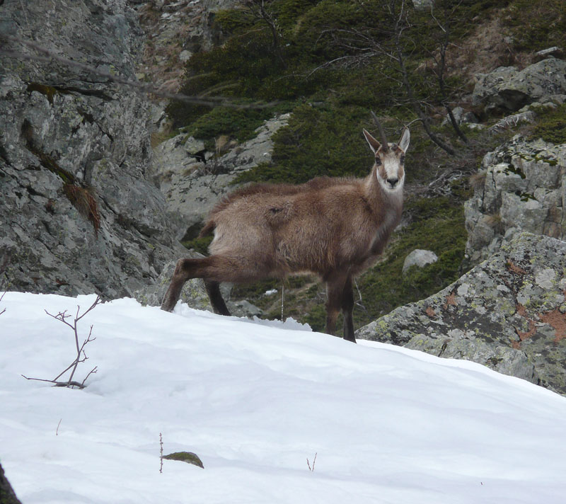 #10 chamois de la Condamine : Une autre rencontre sympa chamois de la Condamine : Une autre rencontre sympa