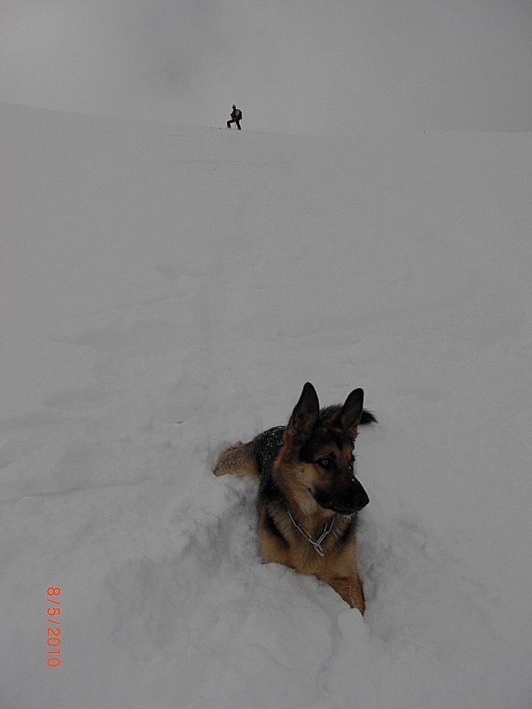 #9 Rex pente sommitale : poudreuse tassée mais excellente à skier sous le sommet du mont St Sauveur le 8 Mai 2010. Rex adore la poudreuse, surtout pour la manger! Rex pente sommitale : poudreuse tassée mais excellente à skier sous le sommet du mont St Sauveur le 8 Mai 2010. Rex adore la poudreuse, surtout pour la manger!