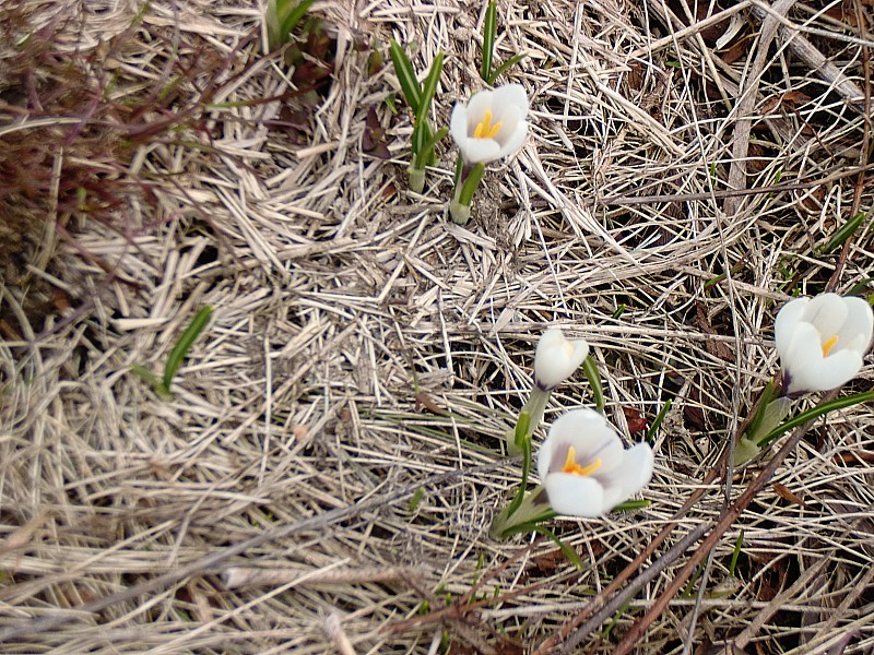 #11 Sous le col du Glandon : Que le printemps est joli ! Sous le col du Glandon : Que le printemps est joli !