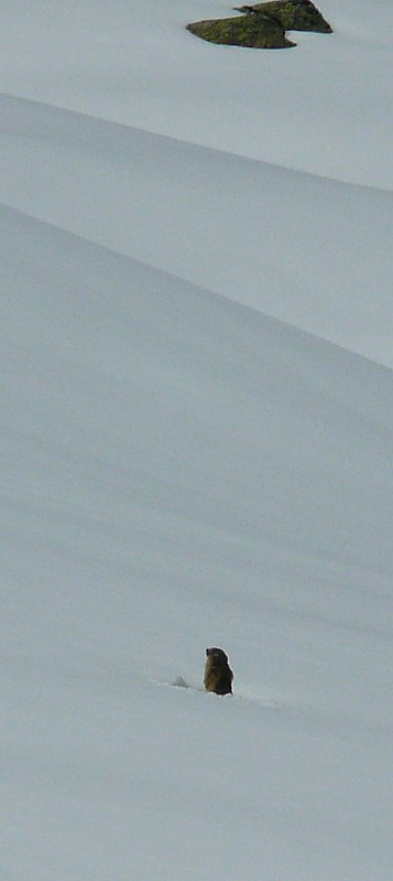 #23 La sentinelle des lacs : Une marmotte sort de la neige fraîche La sentinelle des lacs : Une marmotte sort de la neige fraîche