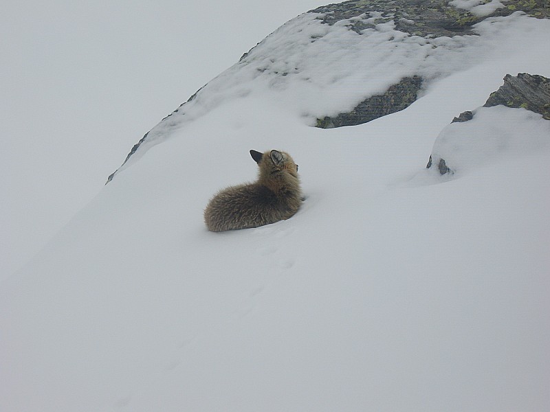 #7 Tête du Lac Autier : C Tête du Lac Autier : C'est-il pas mignon ??!! Pas très gaillard le gonze !