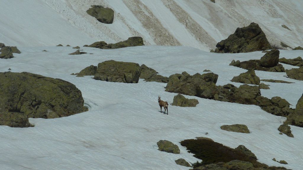 #18 Chamois : surpris sur les bords de la Romanche Chamois : surpris sur les bords de la Romanche