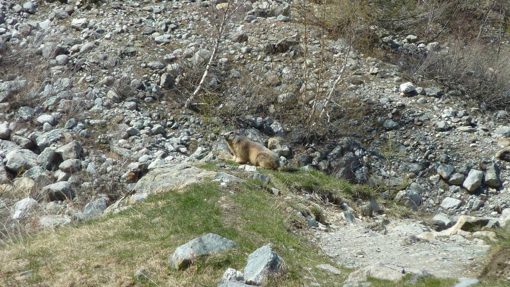 #19 Marmotte : en bas, c Marmotte : en bas, c'est le printemps