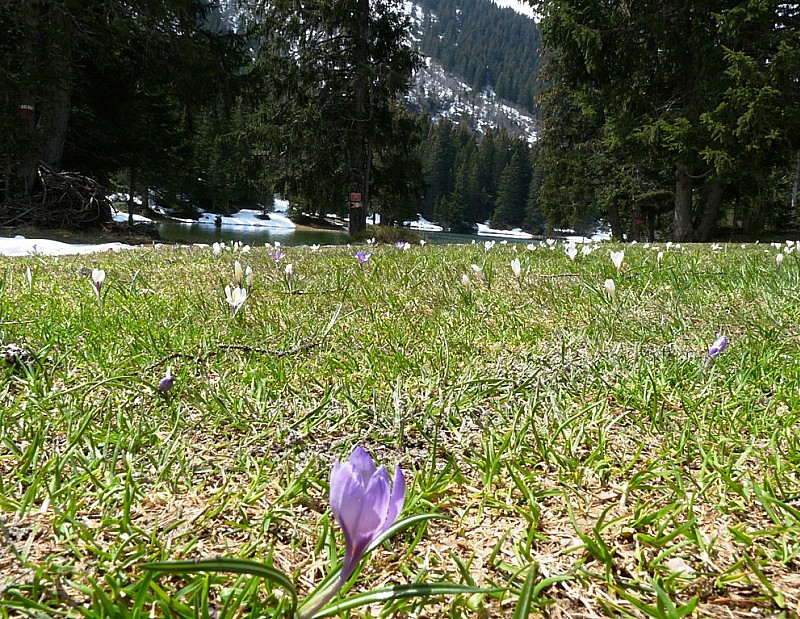 #12 Le lac de Prousollet : avec les champs crocus. Le lac de Prousollet : avec les champs crocus.