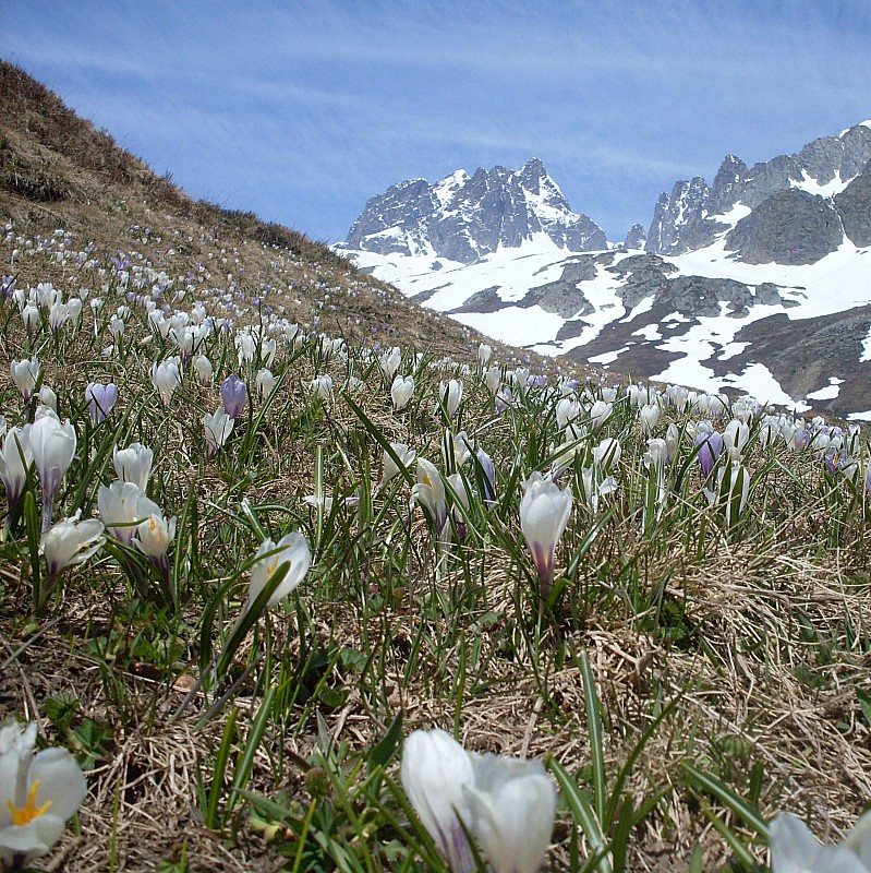 #3 Fleurs du glandon : fleurs du glandons... Fleurs du glandon : fleurs du glandons...