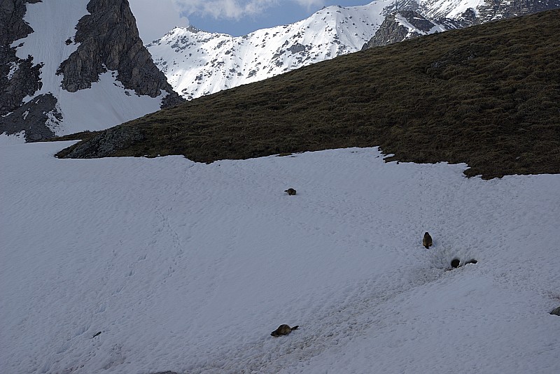 Refuge du Col de la Vanoise : Les marmottes ne sont pas farouches !