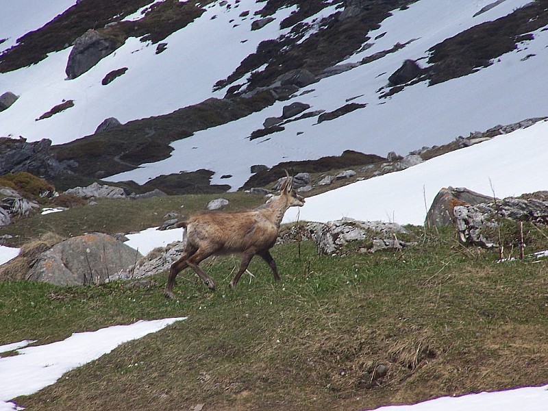 #2 Pte de la Réchasse : Un chamois aux Barmettes! Pte de la Réchasse : Un chamois aux Barmettes!