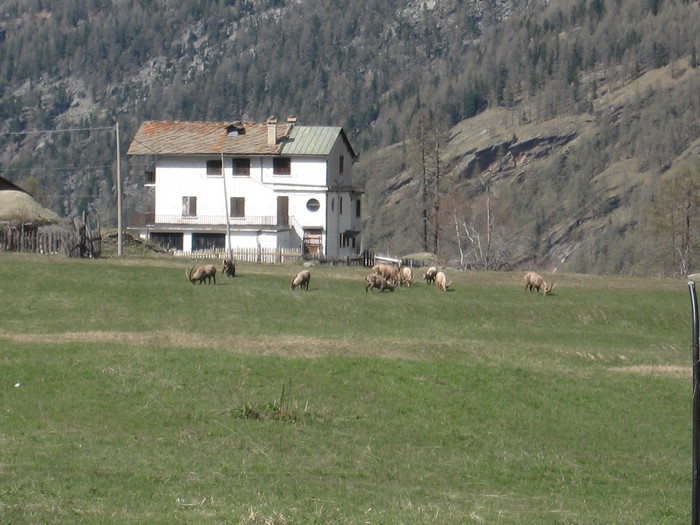 #1 Bouquetins à l Bouquetins à l'arrivée : Pas sauvages dans la réserve du Grand Paradis