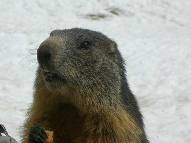 #14 Marmotte : Vraiment une bonne bouille !
Tchao l Marmotte : Vraiment une bonne bouille !
Tchao l'amie.