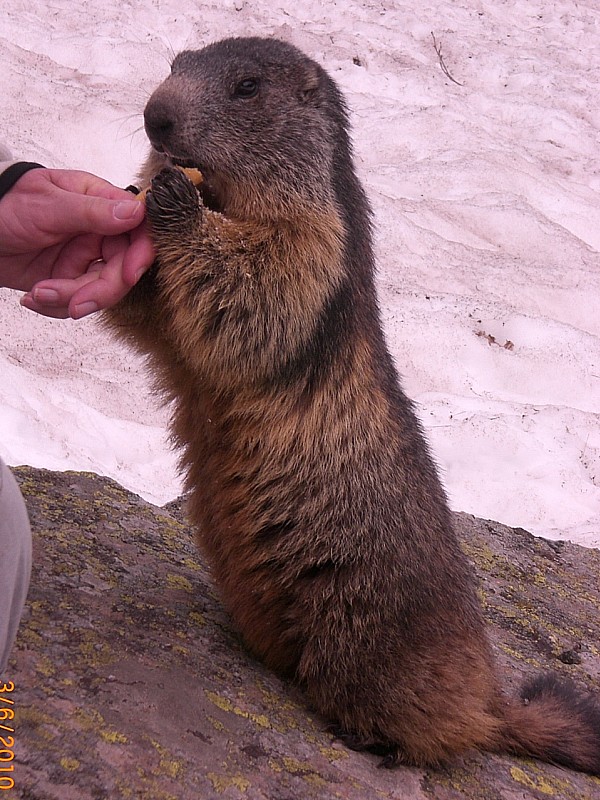 #13 Pré de Me Carles : Pas farouche, la marmotte !
(éviter de les nourrir, sucre, chocolat... dangereux pour elles) Pré de Me Carles : Pas farouche, la marmotte !
(éviter de les nourrir, sucre, chocolat... dangereux pour elles)