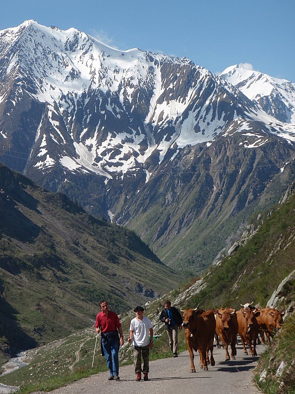 #16 Sur la route : Forte population en direction de l Sur la route : Forte population en direction de l'Aiguille aujourd'hui!!