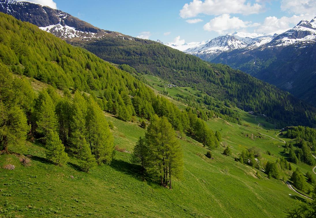#16 Ski de printemps : Après la neige éblouissante de haute altitude, le vert pas moins régénérant des alpages et forêts du Nancruet et du Fenil. Ski de printemps : Après la neige éblouissante de haute altitude, le vert pas moins régénérant des alpages et forêts du Nancruet et du Fenil.