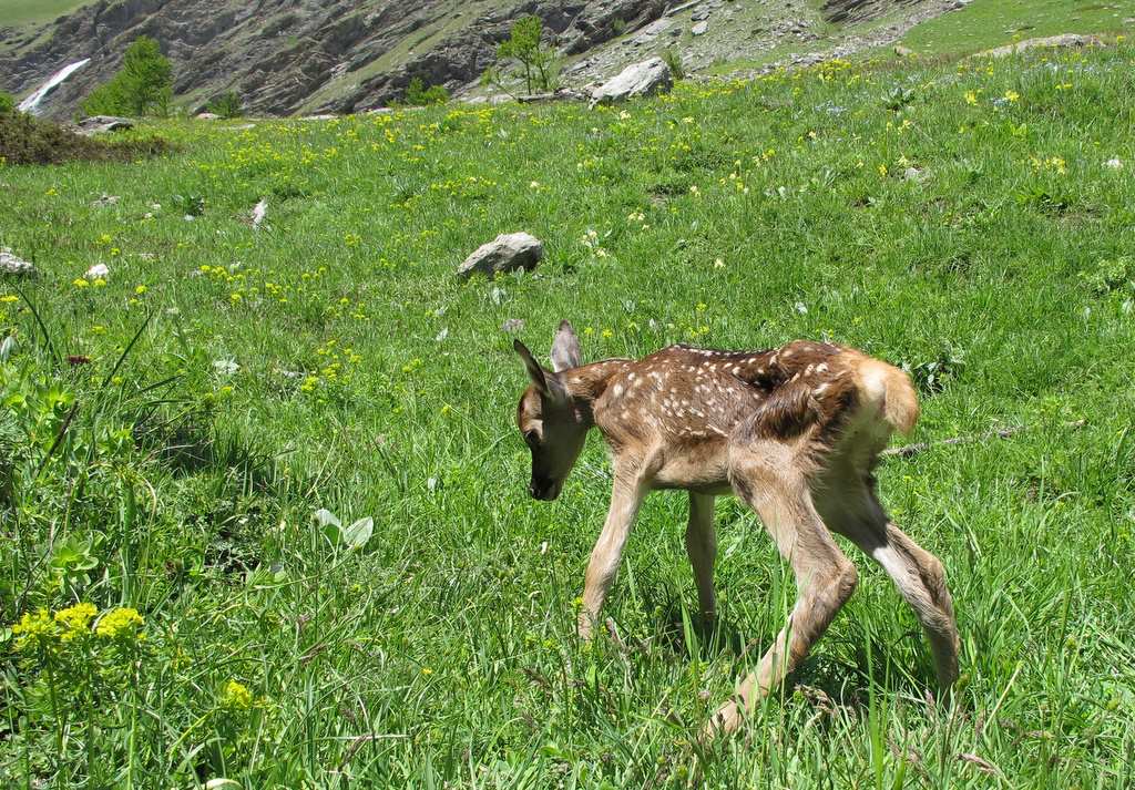 #19 Le petit orphelin Le petit orphelin