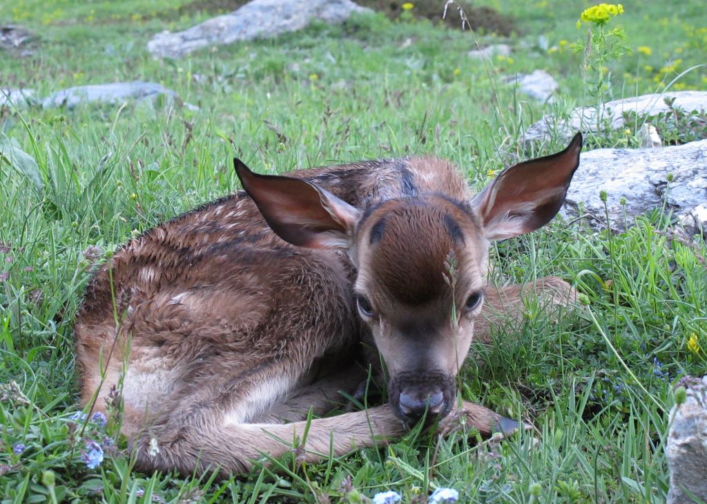 #1 Bambi : Il était au bord de la piste à 6h30 et malheureusement il y était encore à 14h00. Il semble avoir été abondonné par sa mère :-( Bambi : Il était au bord de la piste à 6h30 et malheureusement il y était encore à 14h00. Il semble avoir été abondonné par sa mère :-(