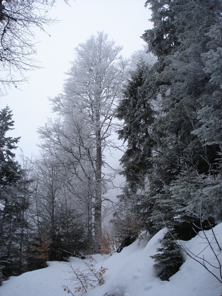 Pour changer des sapins : Ho le joli z'arbre !