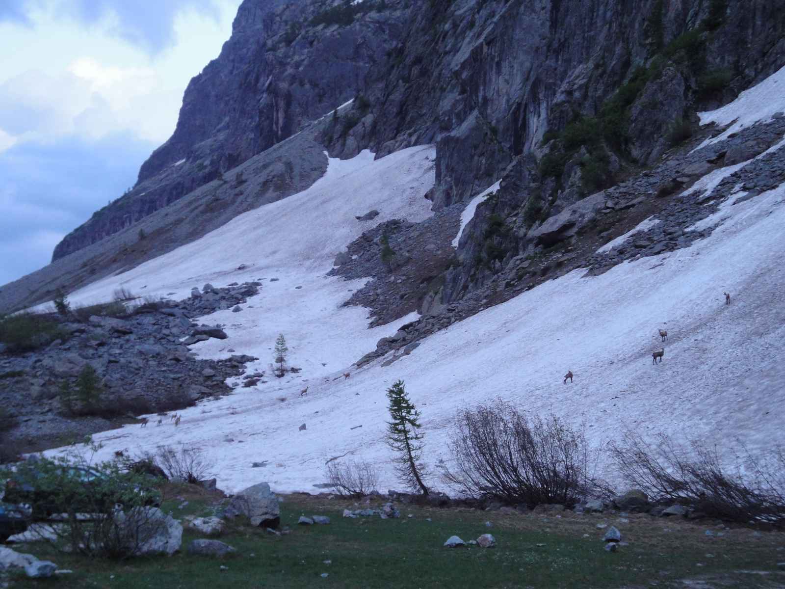 #1 Chamois : Un troupeau de chamois peu farouches au Pré de Madame Carle Chamois : Un troupeau de chamois peu farouches au Pré de Madame Carle