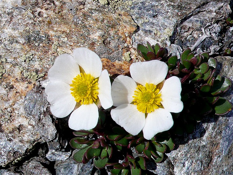 #16 renoncule des glaciers : me semble-t-il... renoncule des glaciers : me semble-t-il...