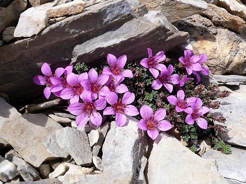 #11 Saxifrage : saxifrages à feuilles opposées Saxifrage : saxifrages à feuilles opposées