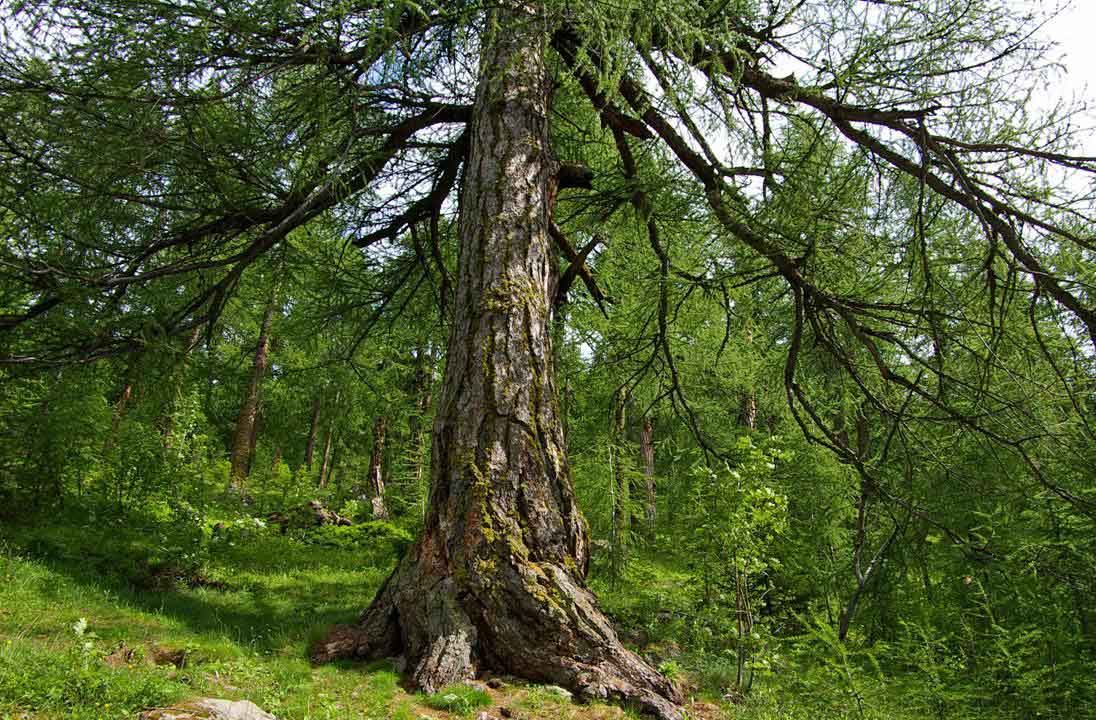 #1 La forêt d La forêt d'Arolla : et ses mélèzes de 500 ans d'âge. Ici, l'un des arbres "maîtres"... et l'impression dêtre à 1000 lieues de l'Europe...