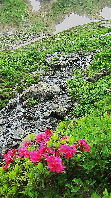 #6 Rhodos : Les rhodos, la fraicheur, la mousse humide...ca sent la maison! Rhodos : Les rhodos, la fraicheur, la mousse humide...ca sent la maison!