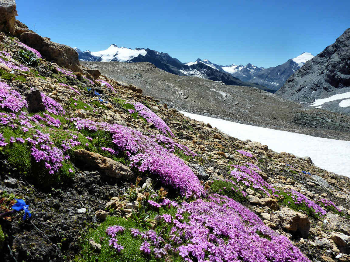 #12 Tapis de fleurs : Flore abondante et variée dans le secteur. Tapis de fleurs : Flore abondante et variée dans le secteur.