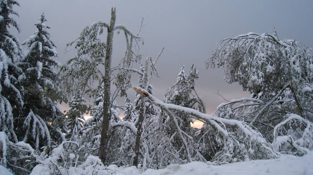 Neige lourde sous 1300m : beaucoup d'arbres cassés ou pliés dans la montée à cause d'une neige ultra lourde