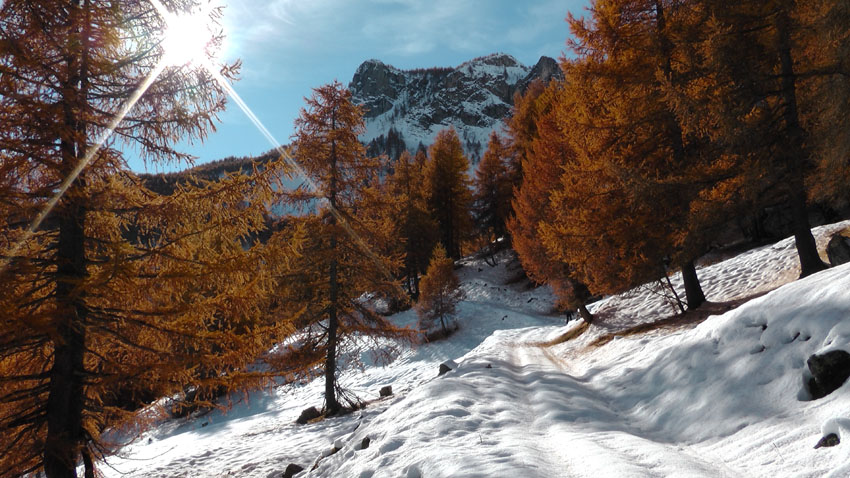 #4 L L'automne met le feu à la forêt