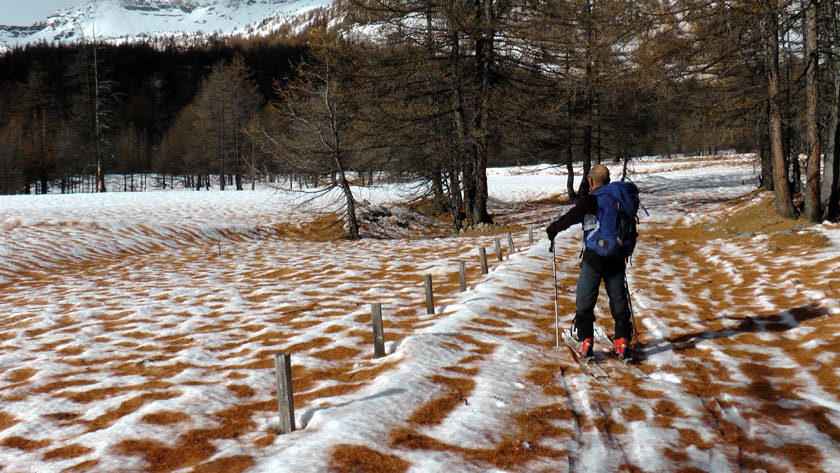 Sestrières avec un tapis d'aiguilles de Mélèzes