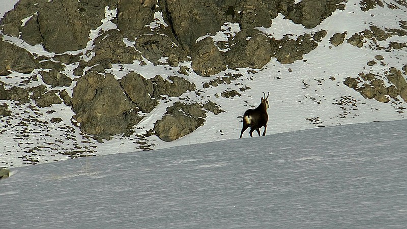 Surpris, un chamois prend ses pattes à son coup