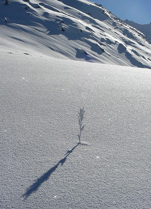 #3 Pousse Givrée : Une plante (rumex?) émerge encore de la neige, pour le plaisir des yeux Pousse Givrée : Une plante (rumex?) émerge encore de la neige, pour le plaisir des yeux