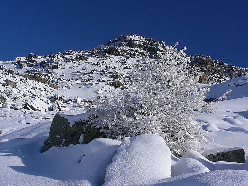 #4 Meleze perdu : Rien que pour voir ce bel arbre tout givré, accroché aux rochers à 2400 m d Meleze perdu : Rien que pour voir ce bel arbre tout givré, accroché aux rochers à 2400 m d'altitude, ça valait la peine de venir...