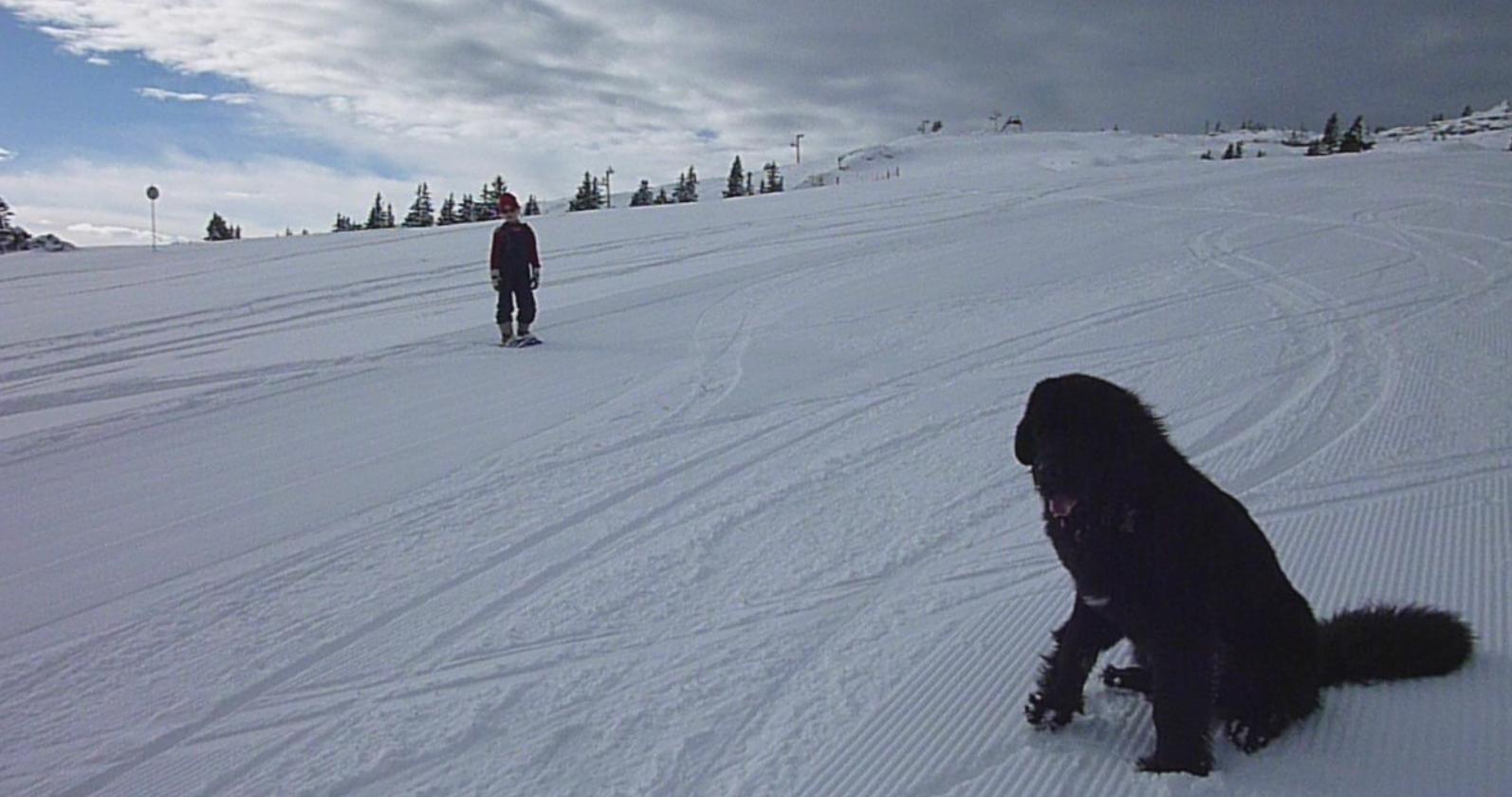 #1 Einstein et Julie : Einstein qui découvre la neige et Julie qui monte en raquettes avant de redescendre à ski. Einstein et Julie : Einstein qui découvre la neige et Julie qui monte en raquettes avant de redescendre à ski.