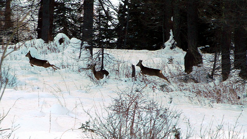 #23 et puis prennent la poudre d et puis prennent la poudre d'escampette !