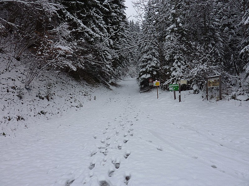#9 départ de Comburce : Les sapins blancs, c départ de Comburce : Les sapins blancs, c'est trompeur. Seulement 10cm de poudreuse sur les cailloux du chemin.