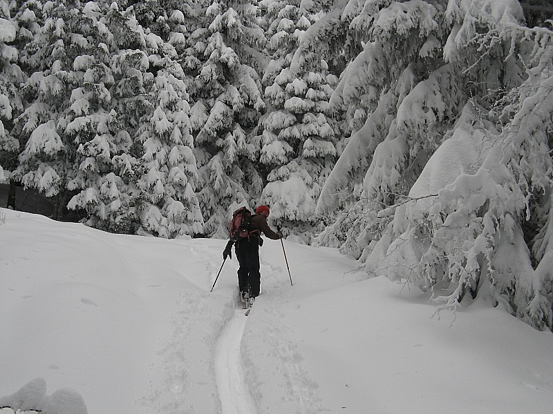 #1 Trace sportive : De grosses quantités en forêt Trace sportive : De grosses quantités en forêt