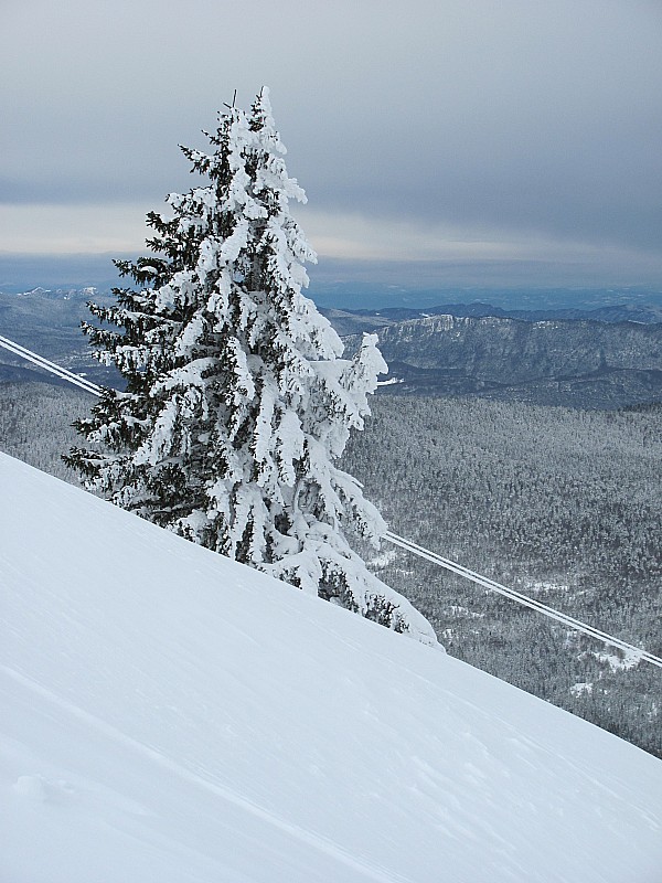 #1 Sapin : Belle neige, bonne visibilité Sapin : Belle neige, bonne visibilité