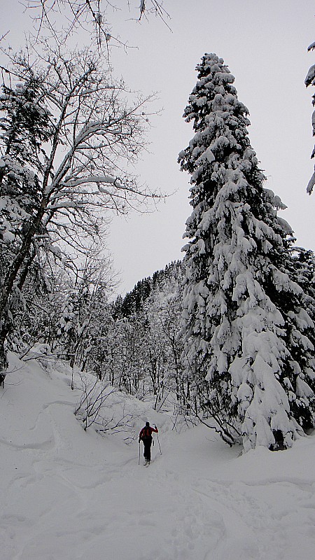 #1 Forêt : ça monte.. Forêt : ça monte..
