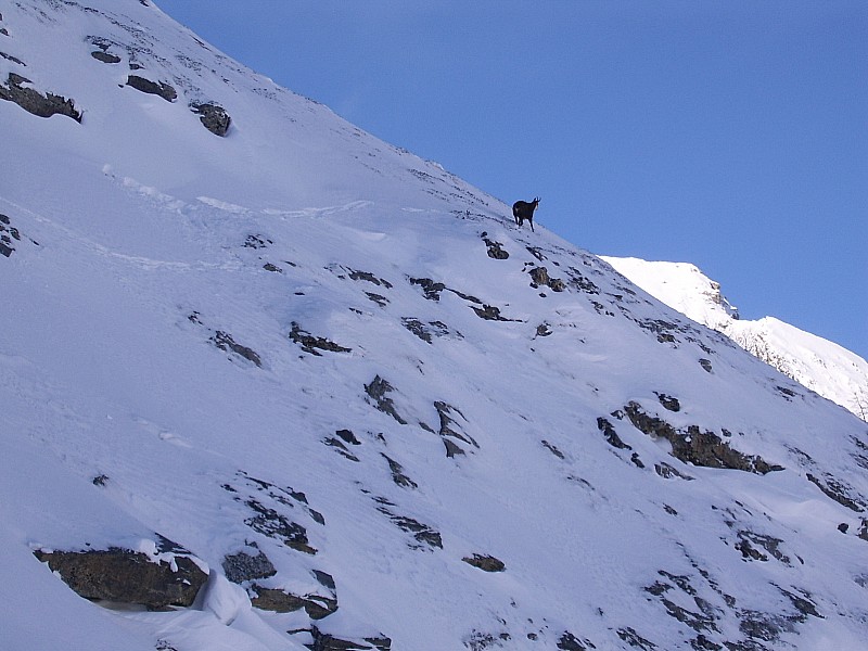 #5 chamois : pas farouche chamois : pas farouche