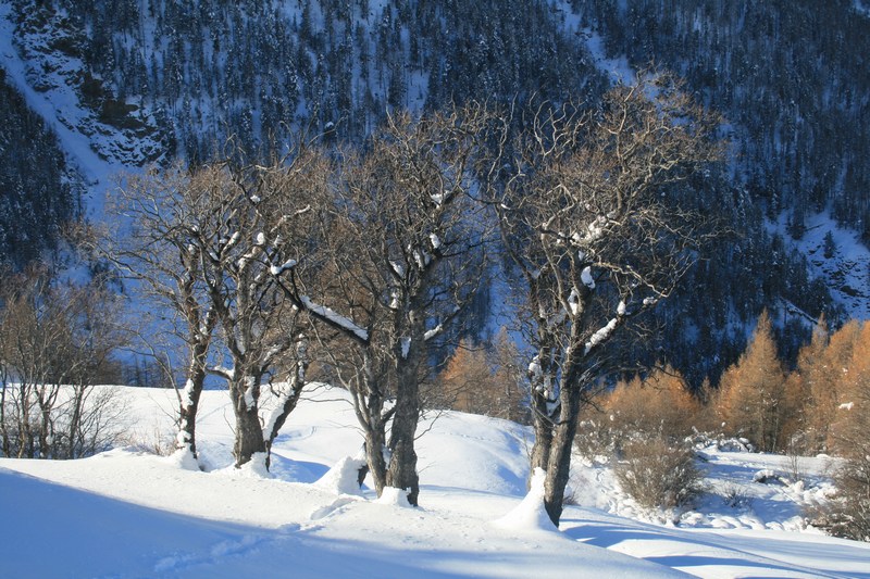 #3 Vieux arbres Vieux arbres