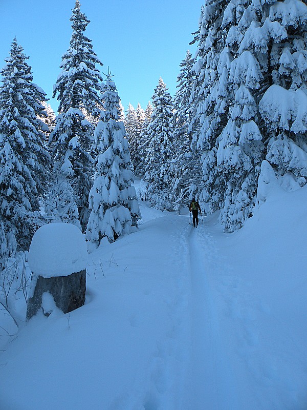 #2 photo2 : Beaucoup de neige en foret photo2 : Beaucoup de neige en foret