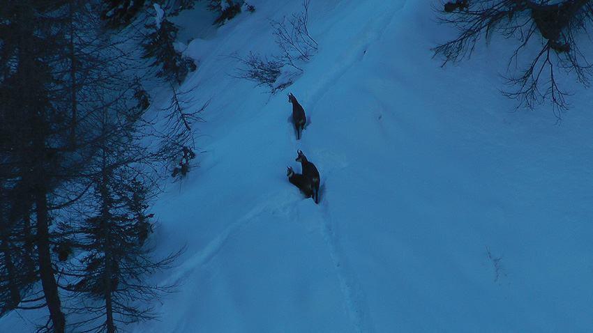 Chamois dans leur environnement d'hiver, dur dur aussi pour eux !