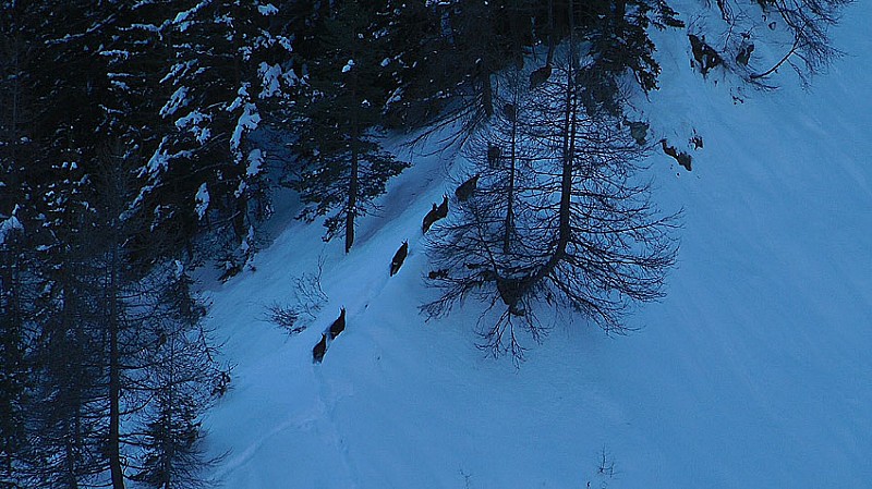 Un groupe d'une douzaine de chamois bien plus à l'aise en montée que nous !