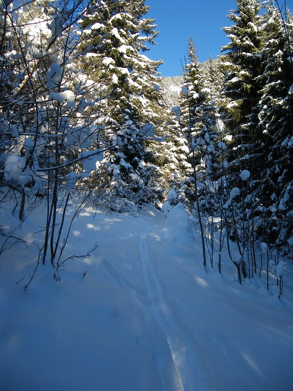 photo2 : foret blindée!!